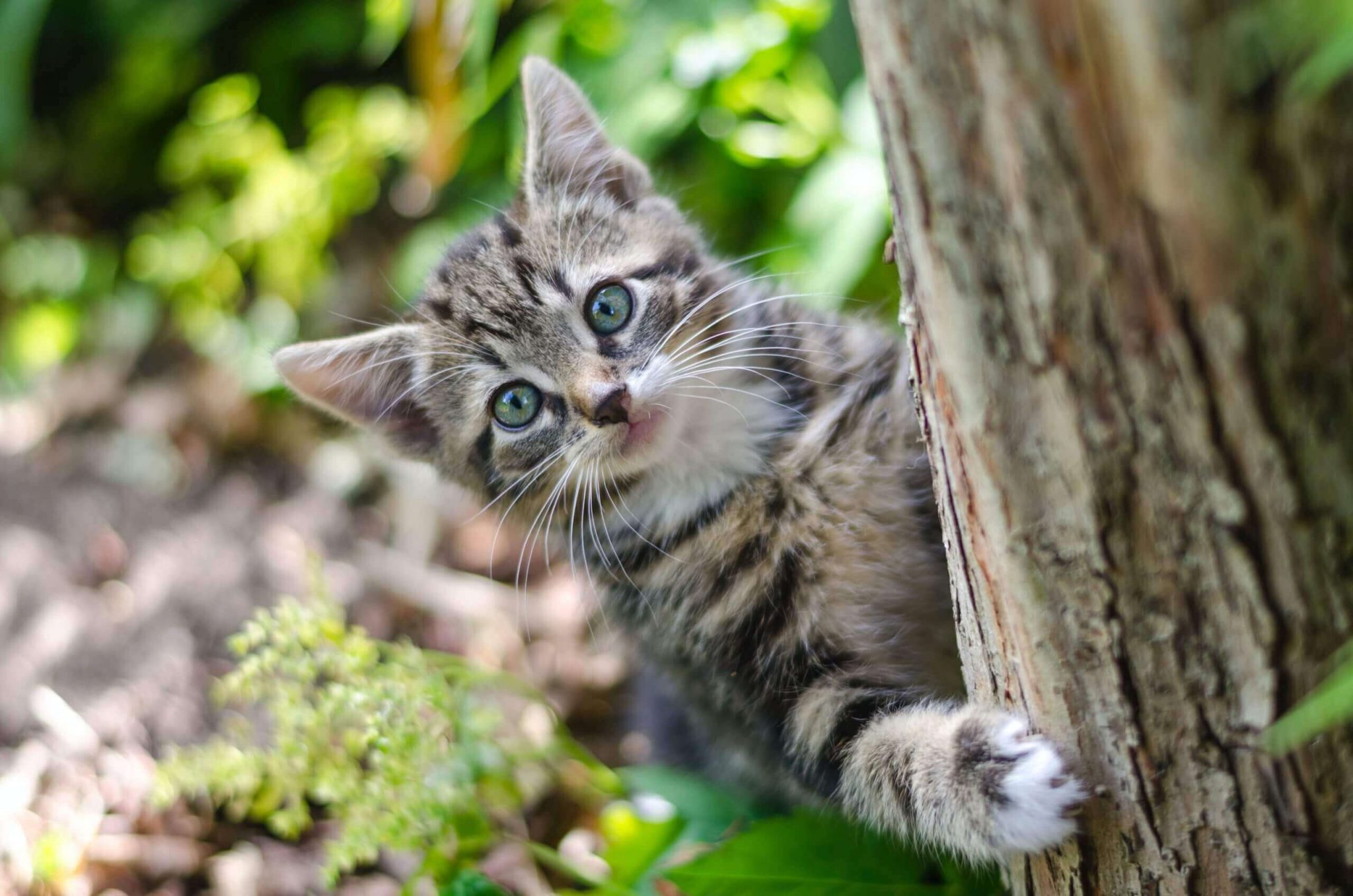 Cat Peeking Behind a Tree